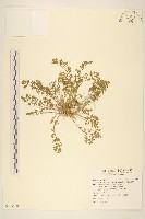 藏品(假吐金菊)的圖片