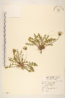 藏品(西洋蒲公英)的圖片