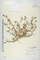 藏品(臭濱芥、臭薺)的圖片