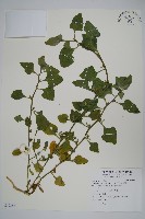 藏品(番杏)的圖片