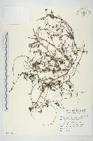 藏品(菜欒藤)的圖片