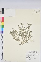 藏品(斑地錦)的圖片