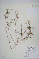 藏品(短穗假千日紅)的圖片