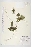 藏品(碗仔花)的圖片