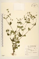 藏品(豨薟)的圖片