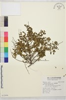 藏品(小葉黃鱔藤)的圖片