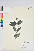 藏品(山靛)的圖片