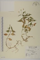 藏品(沼生金鈕扣)的圖片