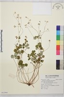 藏品(傅氏唐松草)的圖片