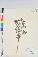 藏品(印度鐵莧)的圖片