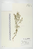 藏品(獨行菜)的圖片