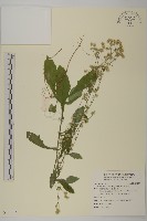 藏品(柔毛艾納香)的圖片