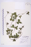 藏品(銳葉牽牛)的圖片