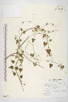 藏品(野牽牛)的圖片