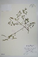 藏品(平伏莖白花菜、成功白花菜)的圖片