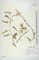 藏品(甕菜、空心菜)的圖片