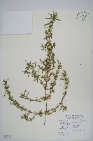 藏品(蓮子草)的圖片