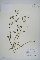 藏品(毛蓮子草)的圖片