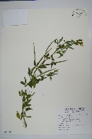 藏品(向天黃)的圖片