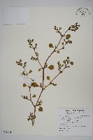 藏品(假海馬齒)的圖片