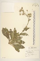 藏品(鬼苦苣菜)的圖片