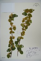 藏品(紅子莢迷)的圖片