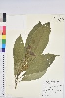 藏品(羽脈山麻桿)的圖片