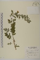 藏品(阿里山油菊)的圖片