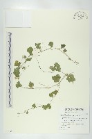 藏品(天花)的圖片