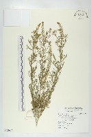 藏品(南美獨行菜)的圖片