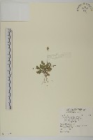 藏品(短舌花金鈕釦)的圖片