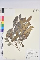 藏品(細葉饅頭果)的圖片