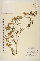 藏品(小花蔓澤蘭)的圖片