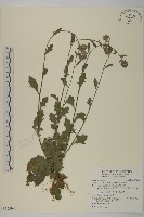 藏品(柔毛艾納香)的圖片