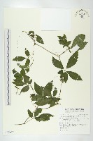 藏品(絞股藍)的圖片