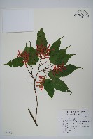 藏品(尖葉槭)的圖片