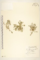 藏品(翅果假吐金菊)的圖片