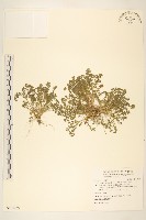 藏品(翅果假吐金菊)的圖片