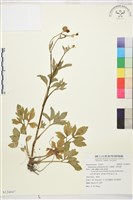 藏品(水辣菜、禺毛茛)的圖片