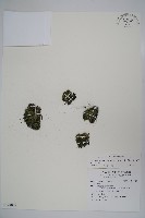 藏品(日本水馬齒)的圖片