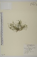 藏品(瓜槌草、漆姑草)的圖片