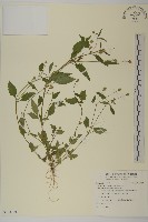 藏品(沼生金鈕扣)的圖片