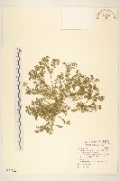 藏品(翅果假吐金菊)的圖片