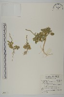 藏品(變葉藜)的圖片