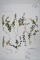 藏品(早田氏爵床)的圖片