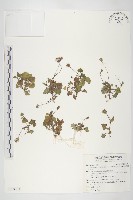 藏品(紫背草)的圖片