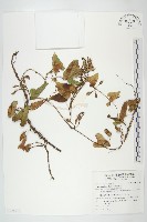 藏品(海牽牛)的圖片