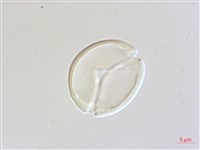 藏品(賽赤楠)的圖片