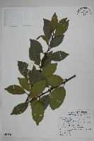 藏品(革葉冬青)的圖片