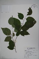 藏品(草野氏冬青)的圖片